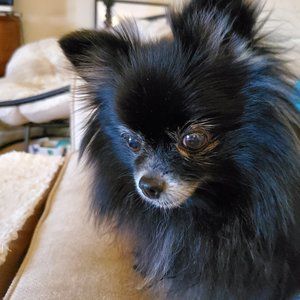 Meet your Posher, Loushel